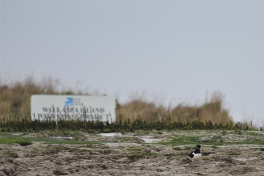 Oystercatcher on RSPB Wallasea Island