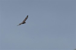 Common buzzard, Knepp