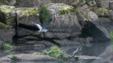 A grey heron flying through the mist