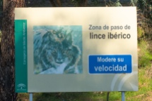 Iberian Lynx in the area
