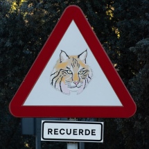 These were dotted around the roads in the Sierra de Andujar Natural Park