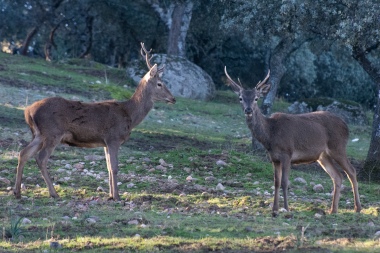 A couple of red deer