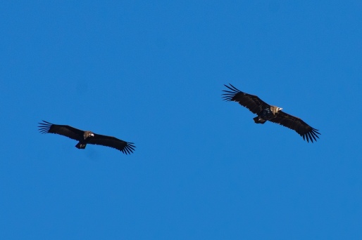 During the week, we saw a few of these massive vultures as well as many Griffon Vultures