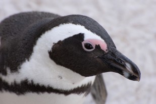 Close-up and personal with an African Penguin at Boulder's Beach