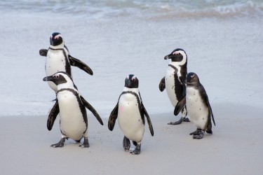 Wanna be in my gang. African penguins
