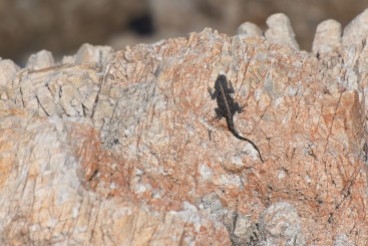 I think this is a cape girdled lizard?