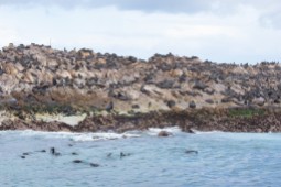 Cape Fur Seal colony at Geyser Rock near Gansbaai