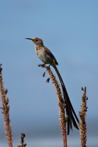 Cape sugarbird on the cliff path, Hermanus