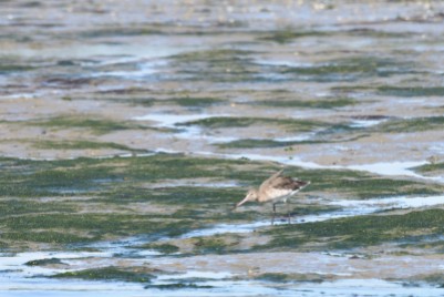 Godwit in Chichester Harbour