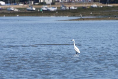 Little Egret in Chichester Harbour