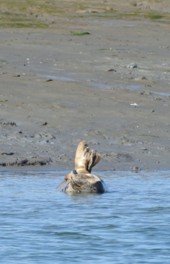 ...relax. Chichester Harbour seal