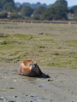 Common Seal, Chichester Harbour