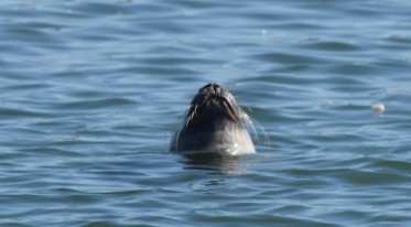 Seal snout