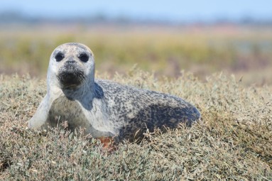 Common Seal Burnham-on-Crouch