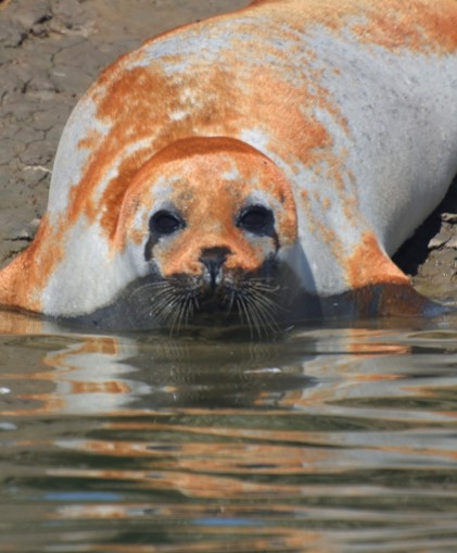 Common Seal Burnham-on-Crouch