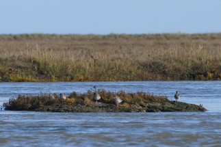 A few godwits on the way to see the seals, Harwich