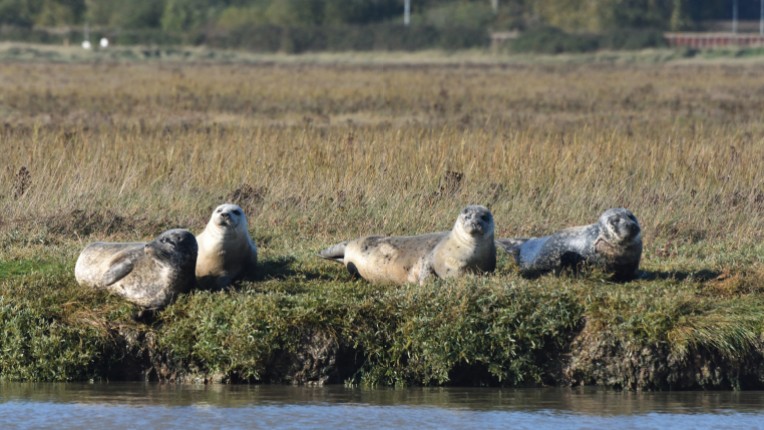 Common seal gang chilling, Harwich