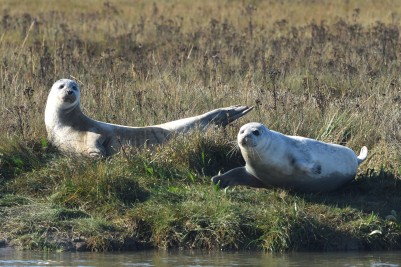 Common seals, Harwich