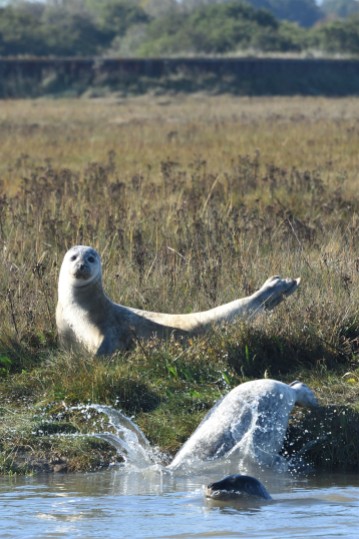 Common seals, Harwich