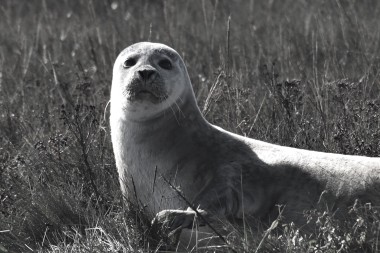Common seal, Harwich