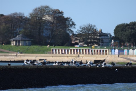 Gulls, Dovercourt