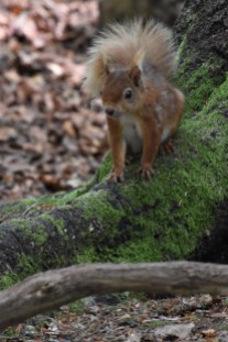 Another red squirrel